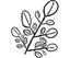 Moringa Oleifera